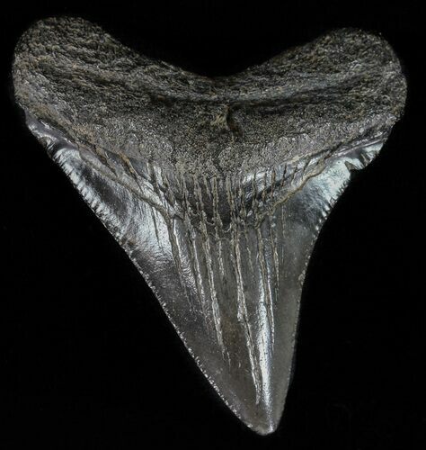 Juvenile Megalodon Tooth - Georgia #59212